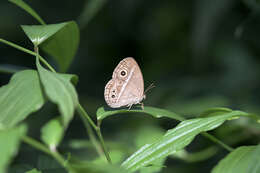 Image of Mycalesis sangaica Butler 1877