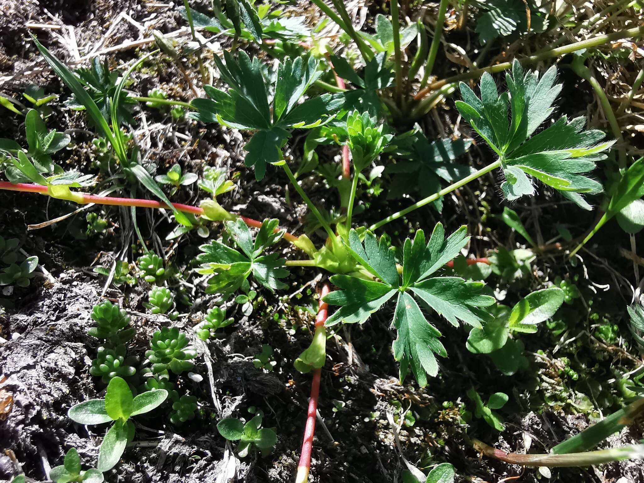 Image of Alchemilla pentaphyllea L.