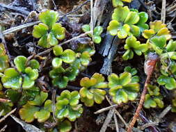 Imagem de Azorella hydrocotyloides (Hook. fil.) T. Kirk