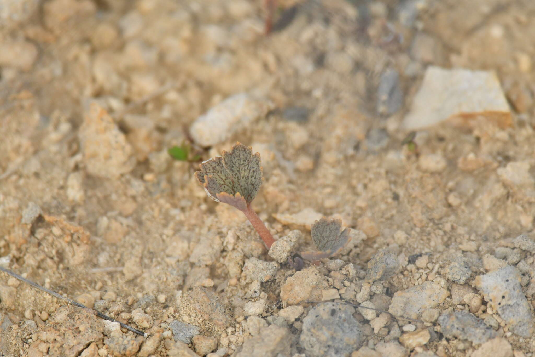 Image of Ranunculus paucifolius T. Kirk