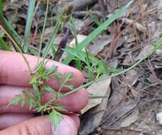 Image of Bidens bicolor Greenm.