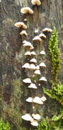 Image of Campanella capensis (Berk.) D. A. Reid 1975