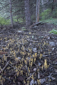 Clavariadelphus sachalinensis (S. Imai) Corner 1950 resmi