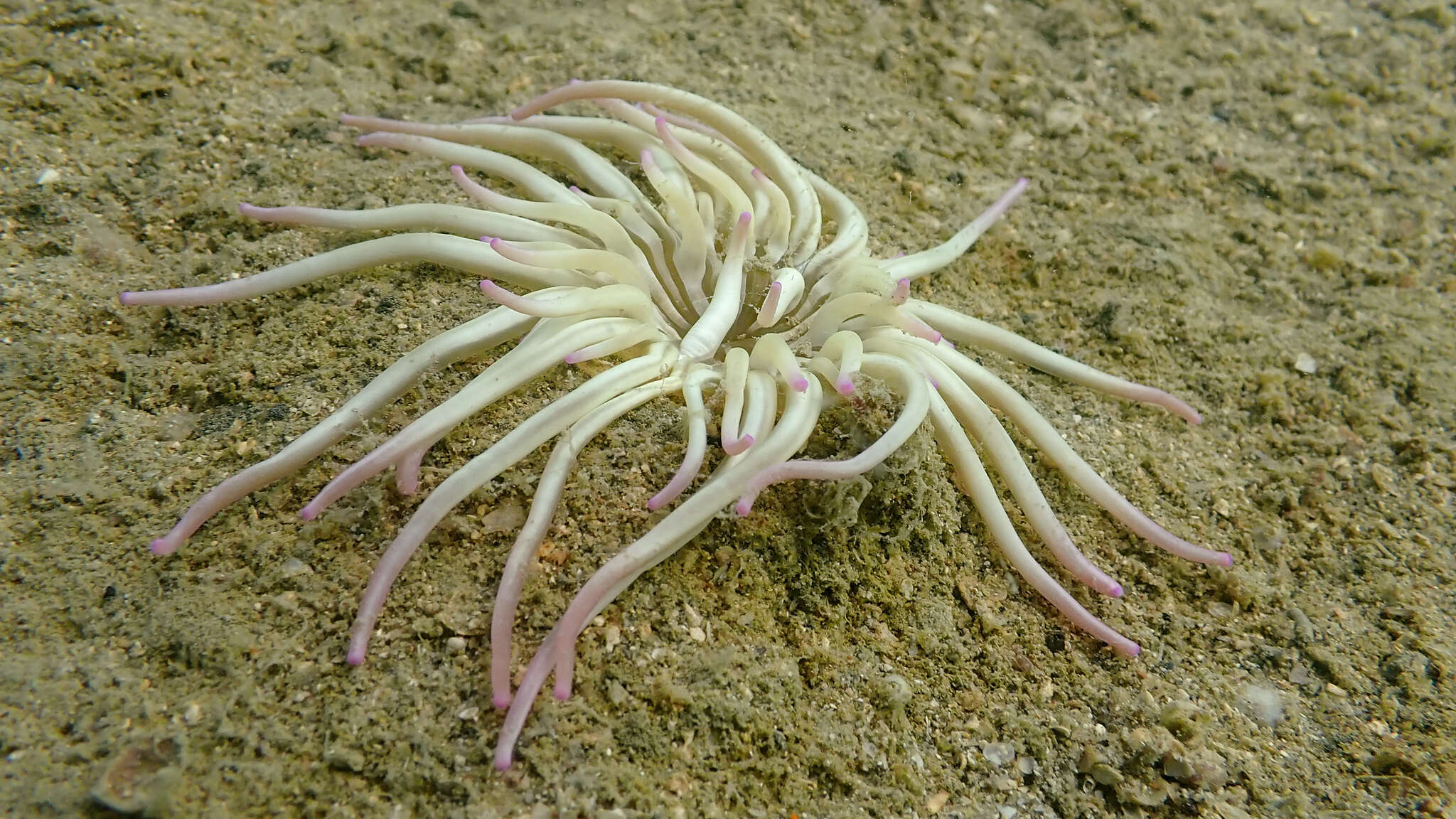 Image of Golden anemone