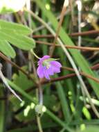 Image of Geranium berteroanum Colla