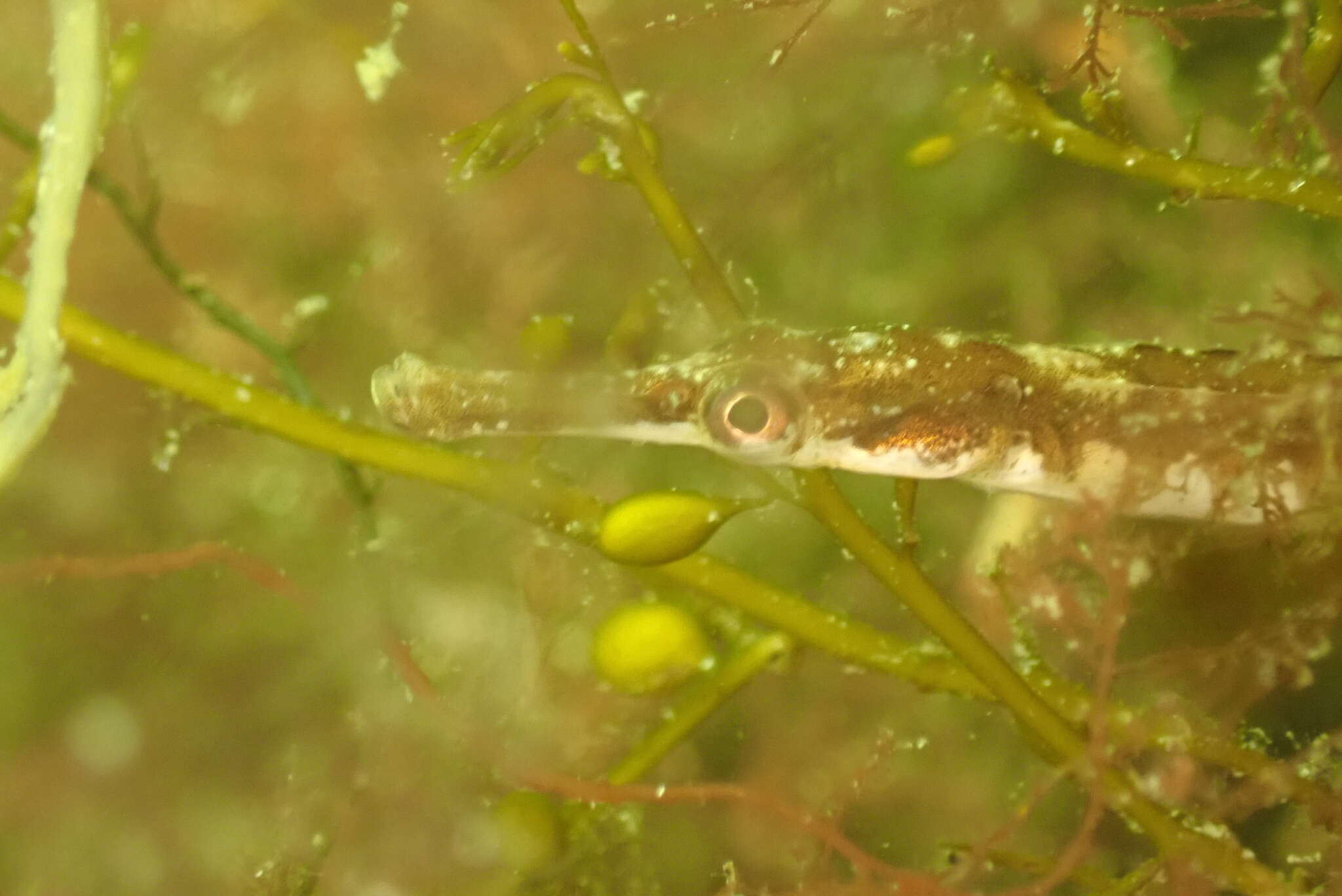 Image of Lesser Pipefish