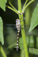 Image of Macromia annulata Hagen 1861