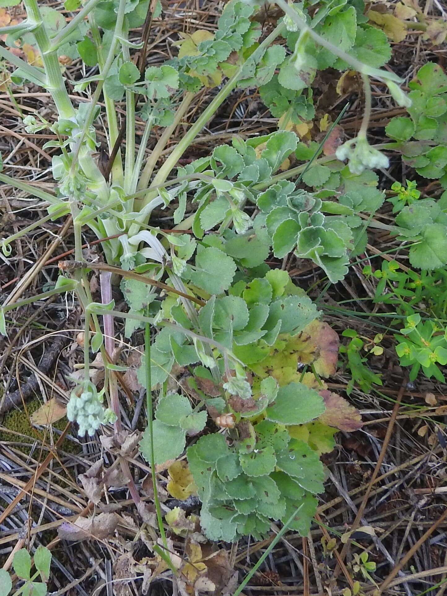 Imagem de Pimpinella villosa Schousboe