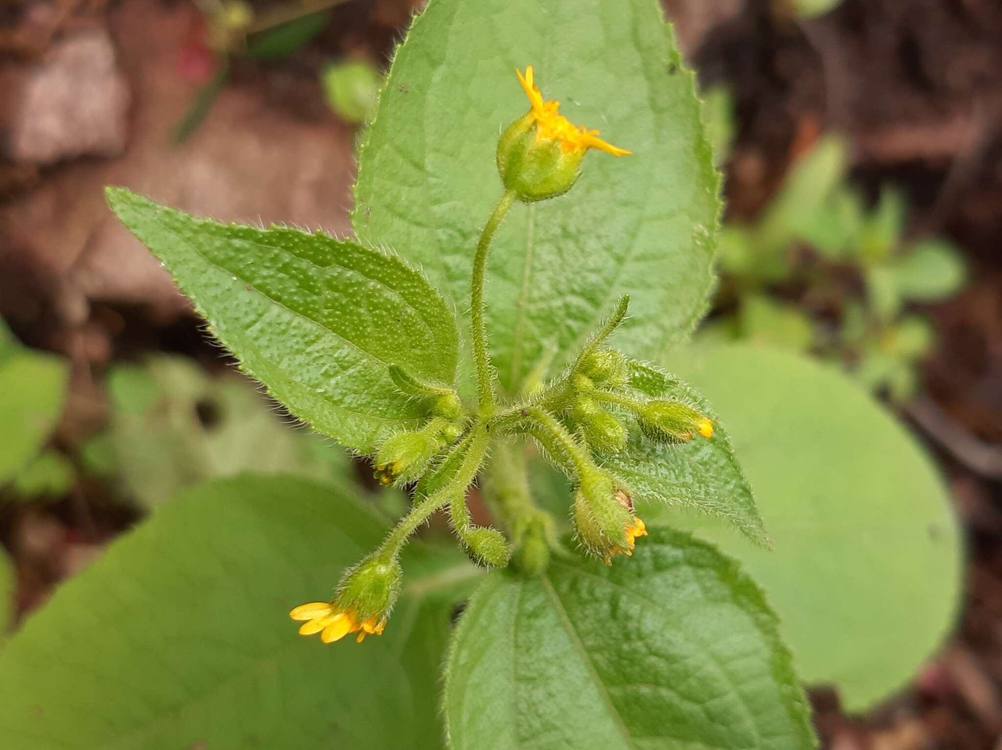 Image of Trigonospermum annuum Mc Vaugh & Laskowski