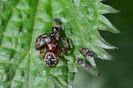 Image of Shiny crab-spider