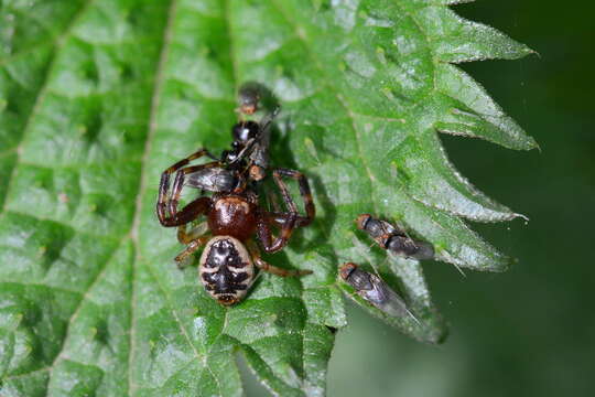 صورة Synema globosum (Fabricius 1775)