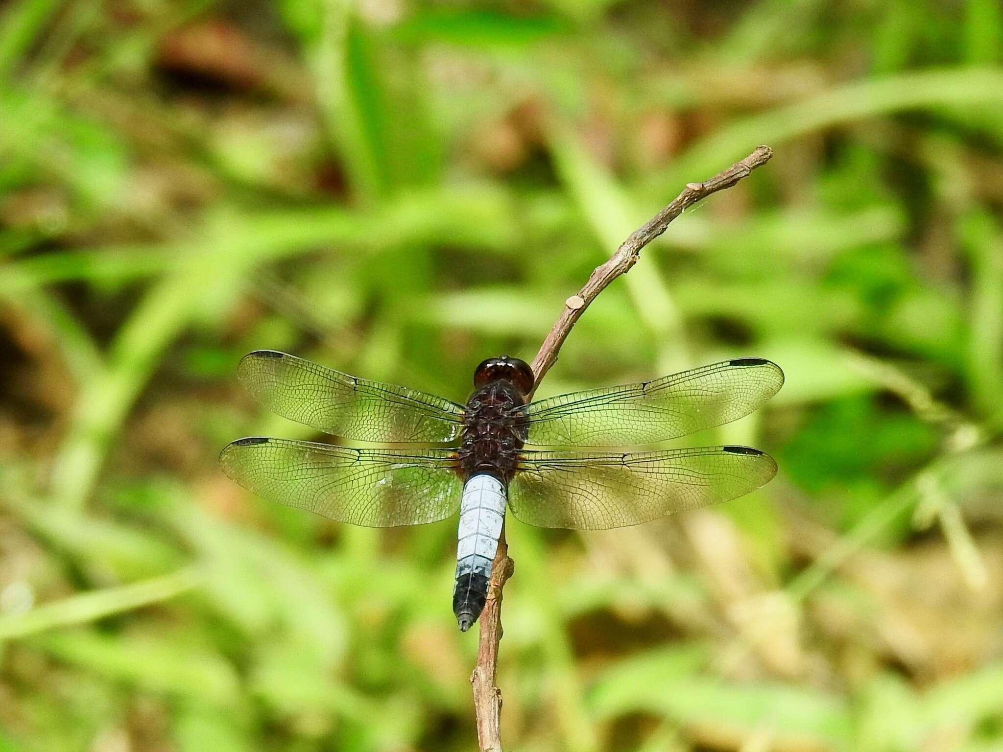 Hadrothemis coacta (Karsch 1891) resmi