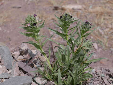 Arnebia euchroma (Royle) I. M. Johnst.的圖片