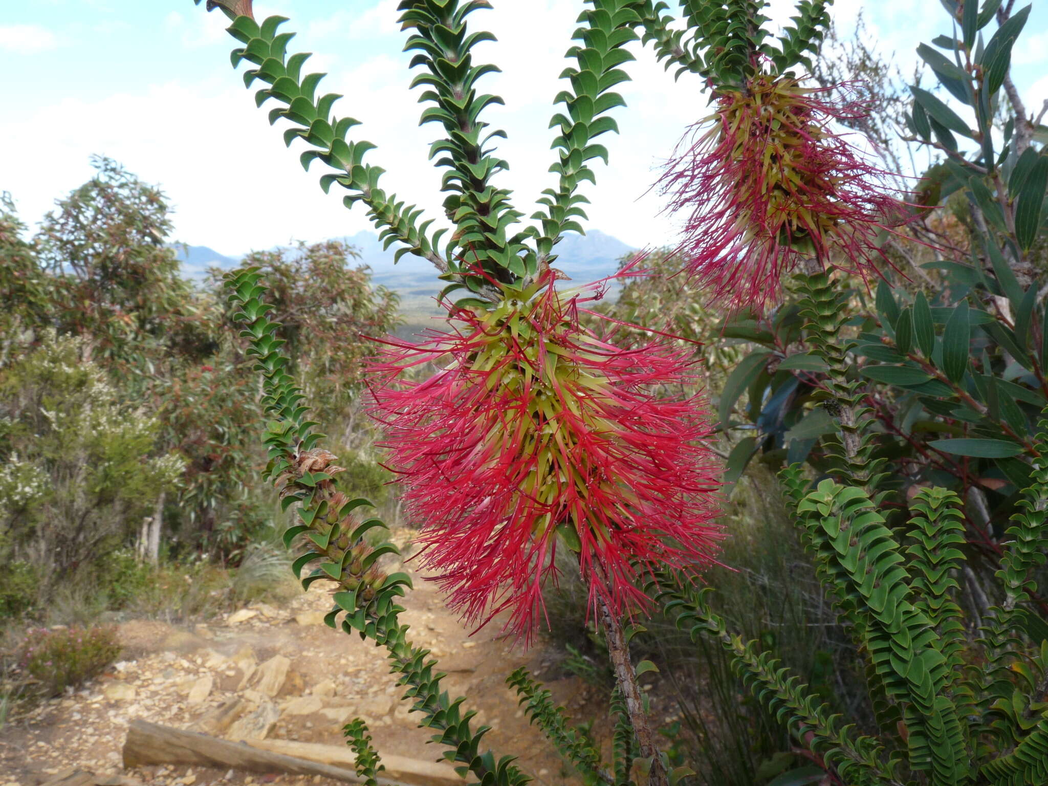 Image of Melaleuca transversa Craven & R. D. Edwards