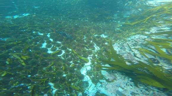 Image of Peruvian morwong