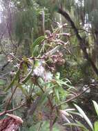 Image de Urostemon kirkii var. angustior (Allan) B. Nord.