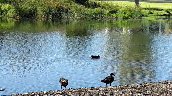 Image of Australian Shelduck