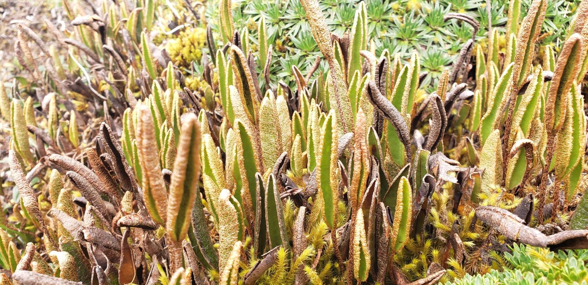 Image of Elaphoglossum mathewsii (Fée) Moore