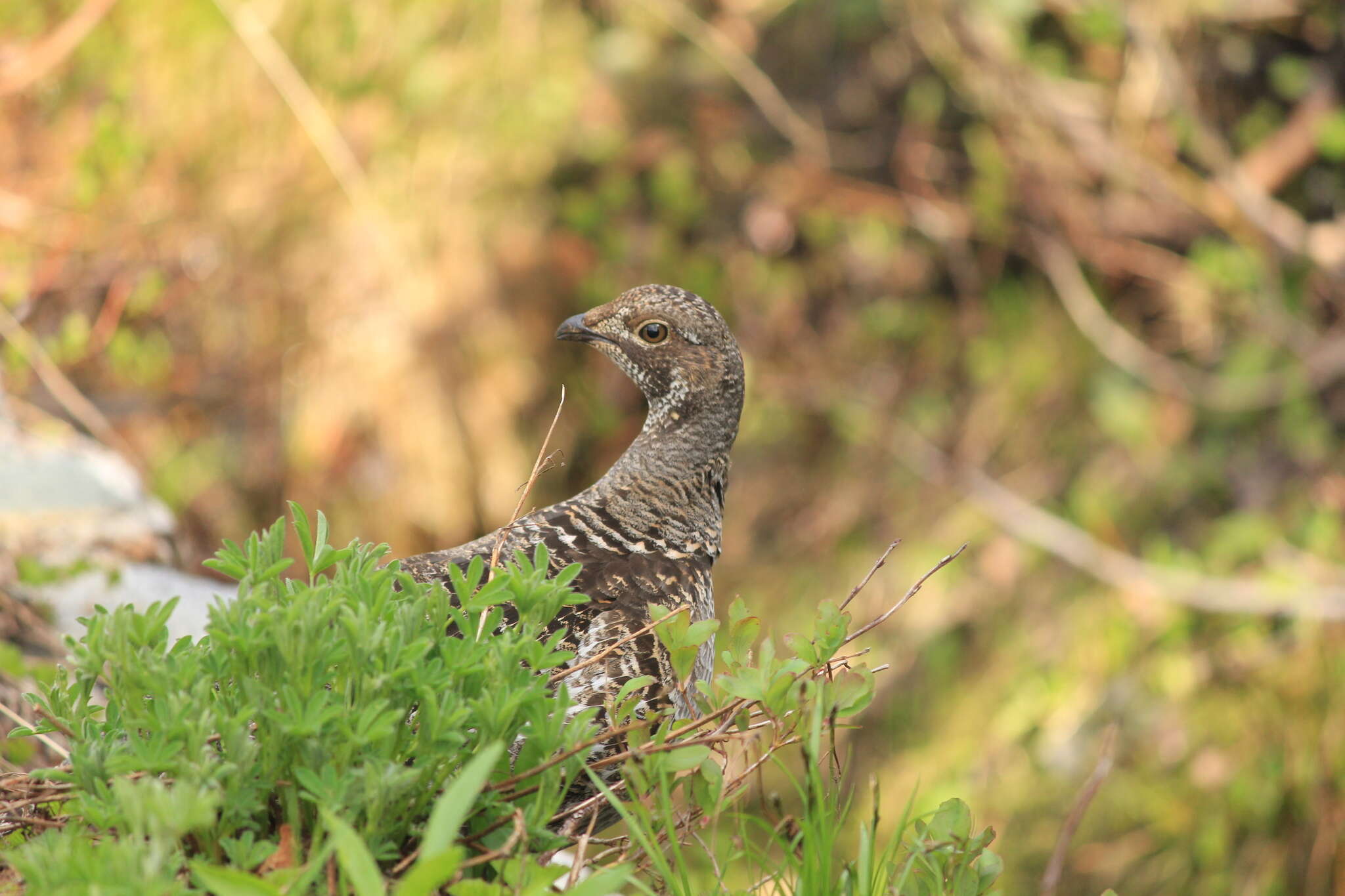 Imagem de Dendragapus Elliot & DG 1864