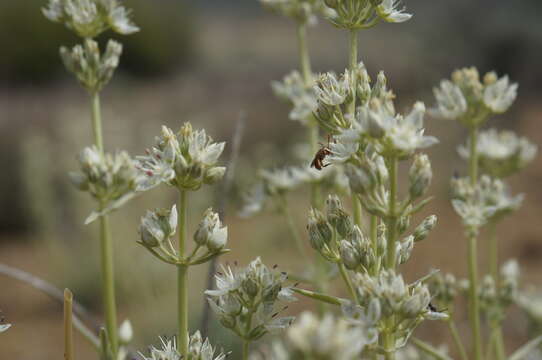 Image of pine green gentian