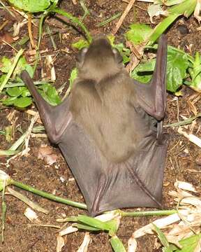 Image of African Yellow Bat