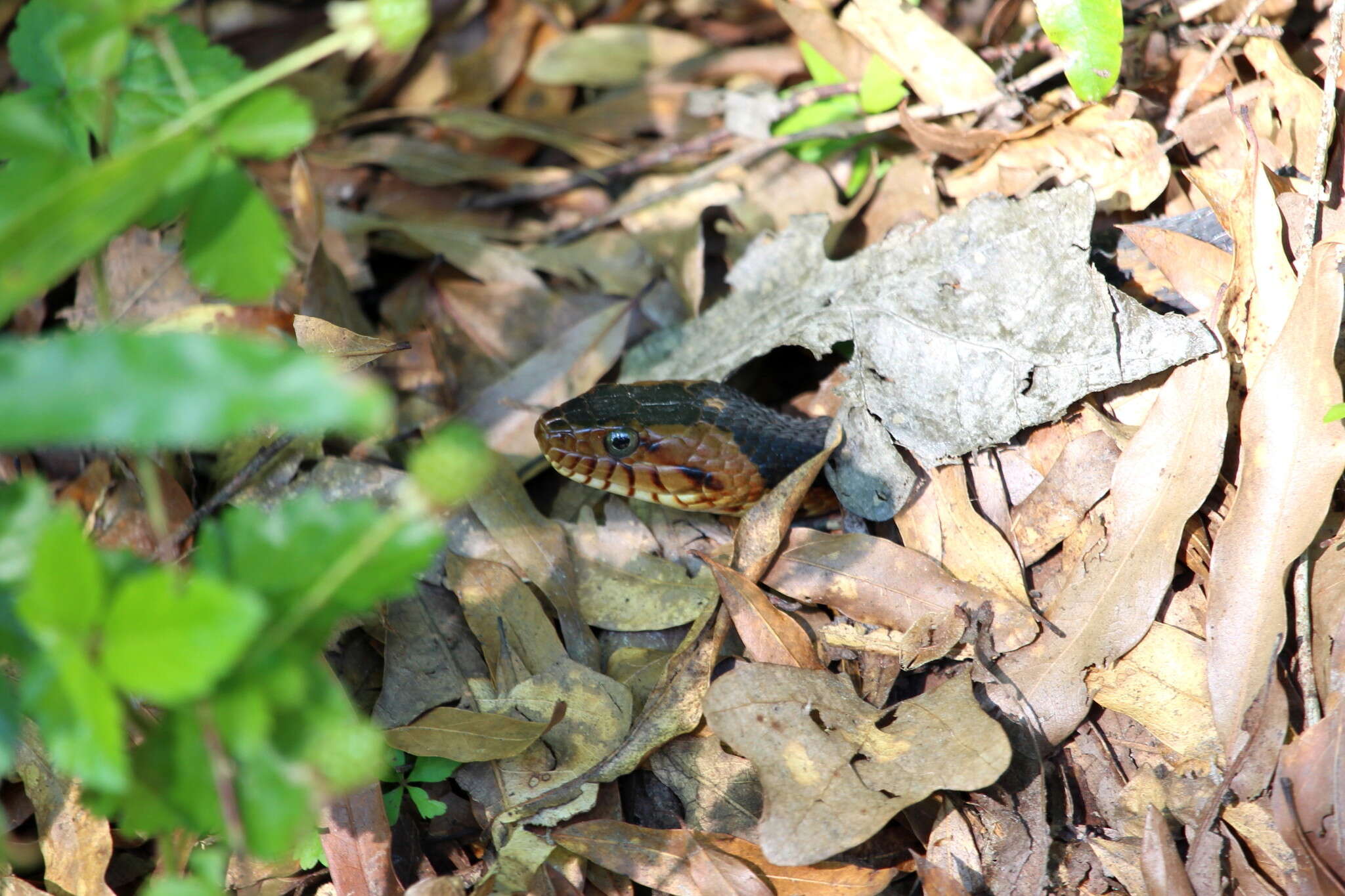 Image of Banded Water Snake