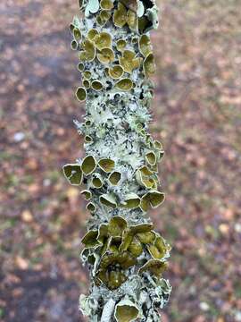 Image of Michaux's parmotrema lichen