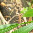 Image of Setaria plicata (Lam.) T. Cooke