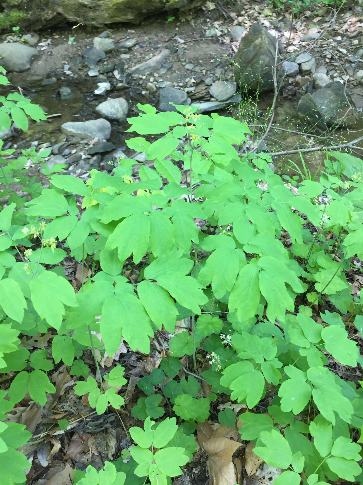 Image de Caulophyllum thalictroides (L.) Michx.