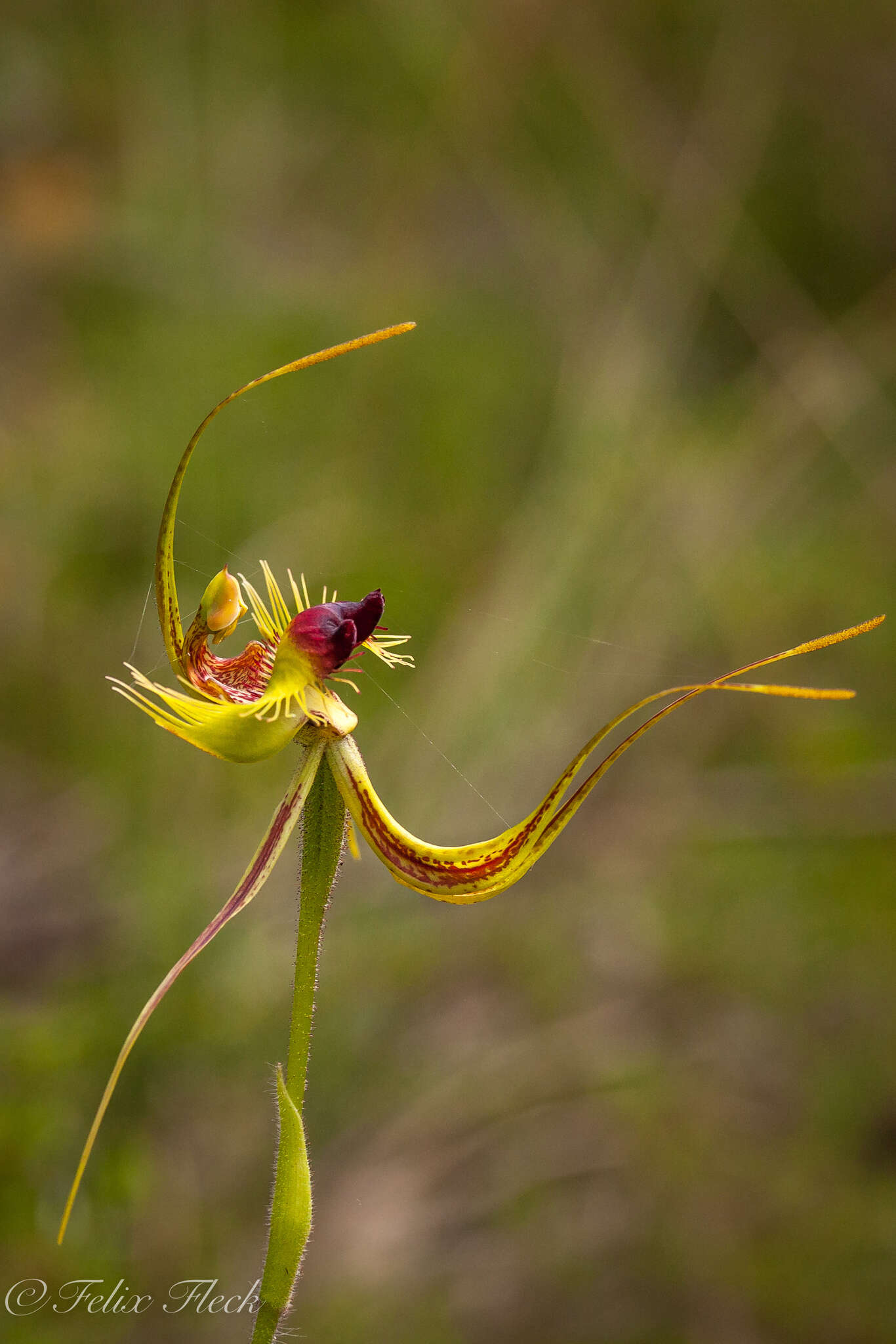 Image of Butterfly orchid