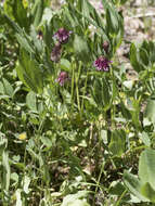 Image de Trifolium kingii subsp. productum (Greene) D. Heller