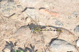 Image of blue-eyed hook-tailed dragonfly