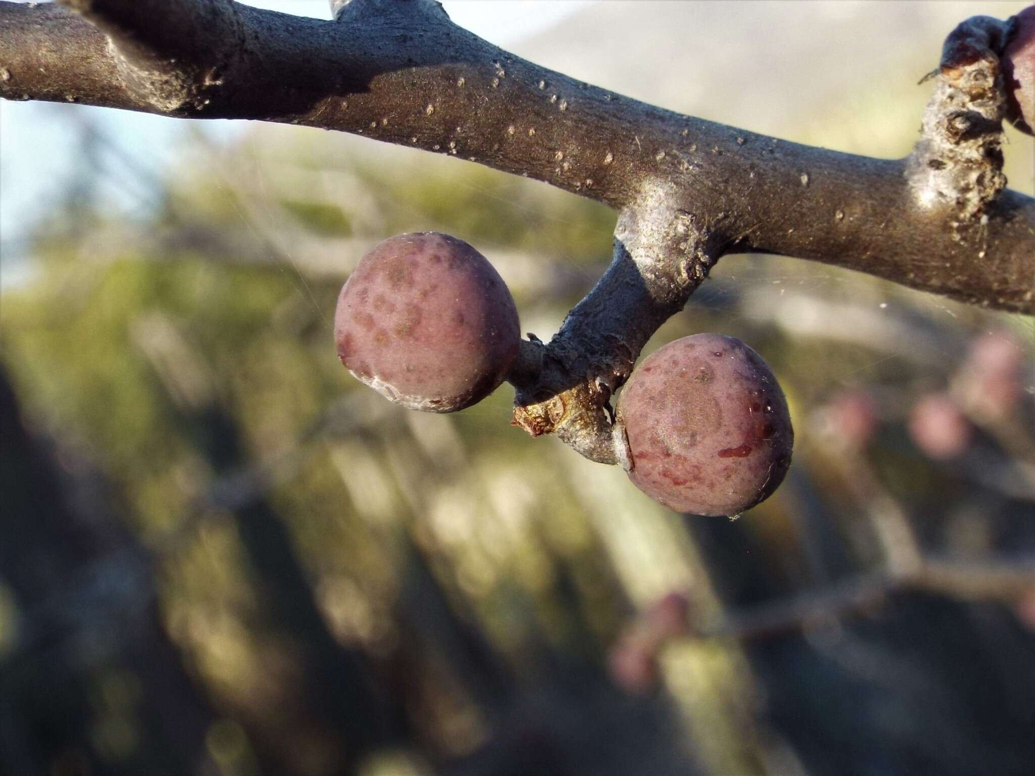 Plancia ëd Bursera aptera Ramirez