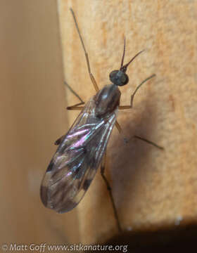 Image of Window Gnat