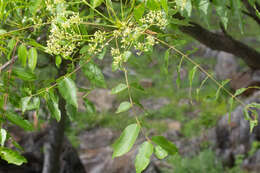 Image of White Seringa