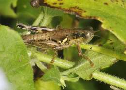 Image of Melanoplus cameronis Roberts & H. R. 1947