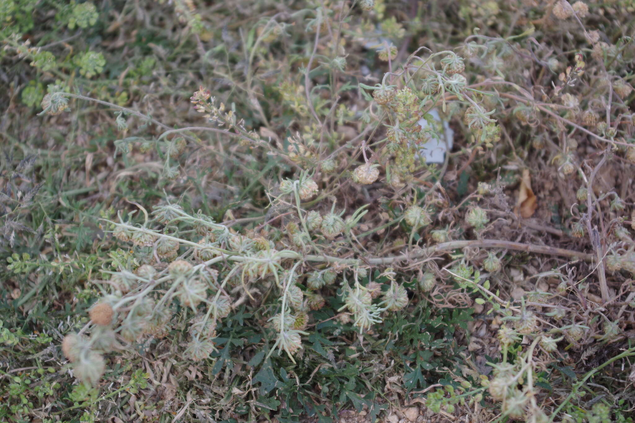 Artemisia macrocephala Jacquem. ex Bess. resmi