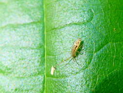 Image of Entomobrya muscorum (Nicolet & H 1842)