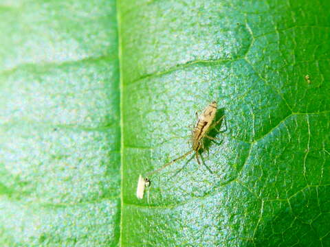 Image de Entomobrya muscorum (Nicolet & H 1842)