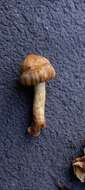 Image of Cortinarius epiphaeus (E. Horak) Peintner & M. M. Moser 2002