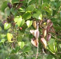 Image of Dioscorea cotinifolia Kunth