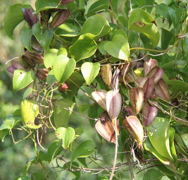 Dioscorea cotinifolia Kunth的圖片