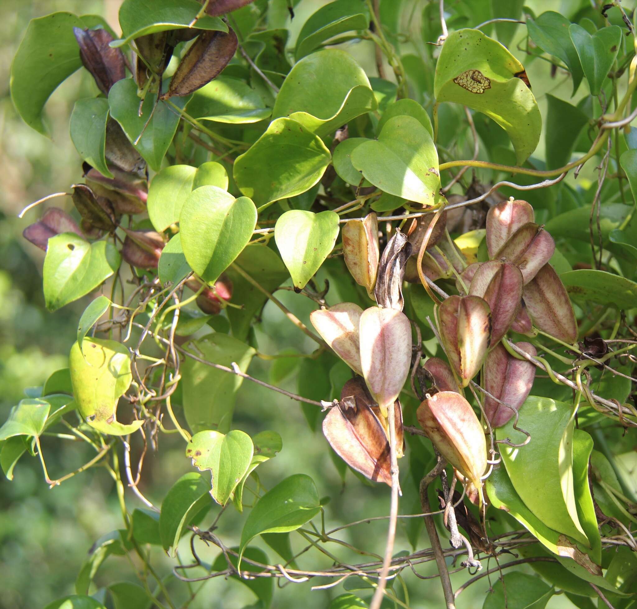 Dioscorea cotinifolia Kunth的圖片