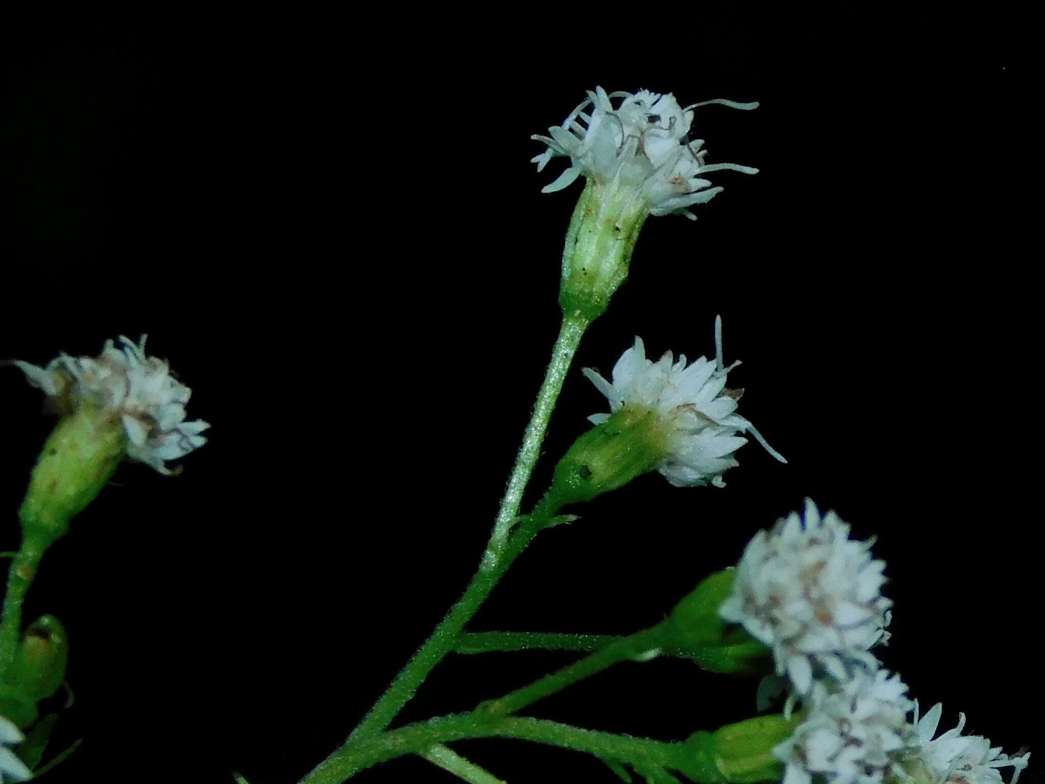 Image of Ageratina roanensis