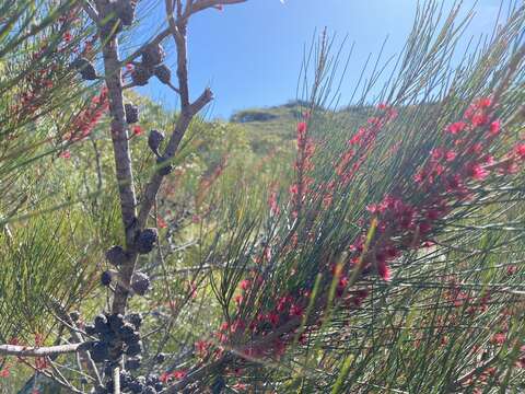 Image of Allocasuarina emuina L. A. S. Johnson