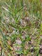 Imagem de Rhexia salicifolia Kral & Bostik