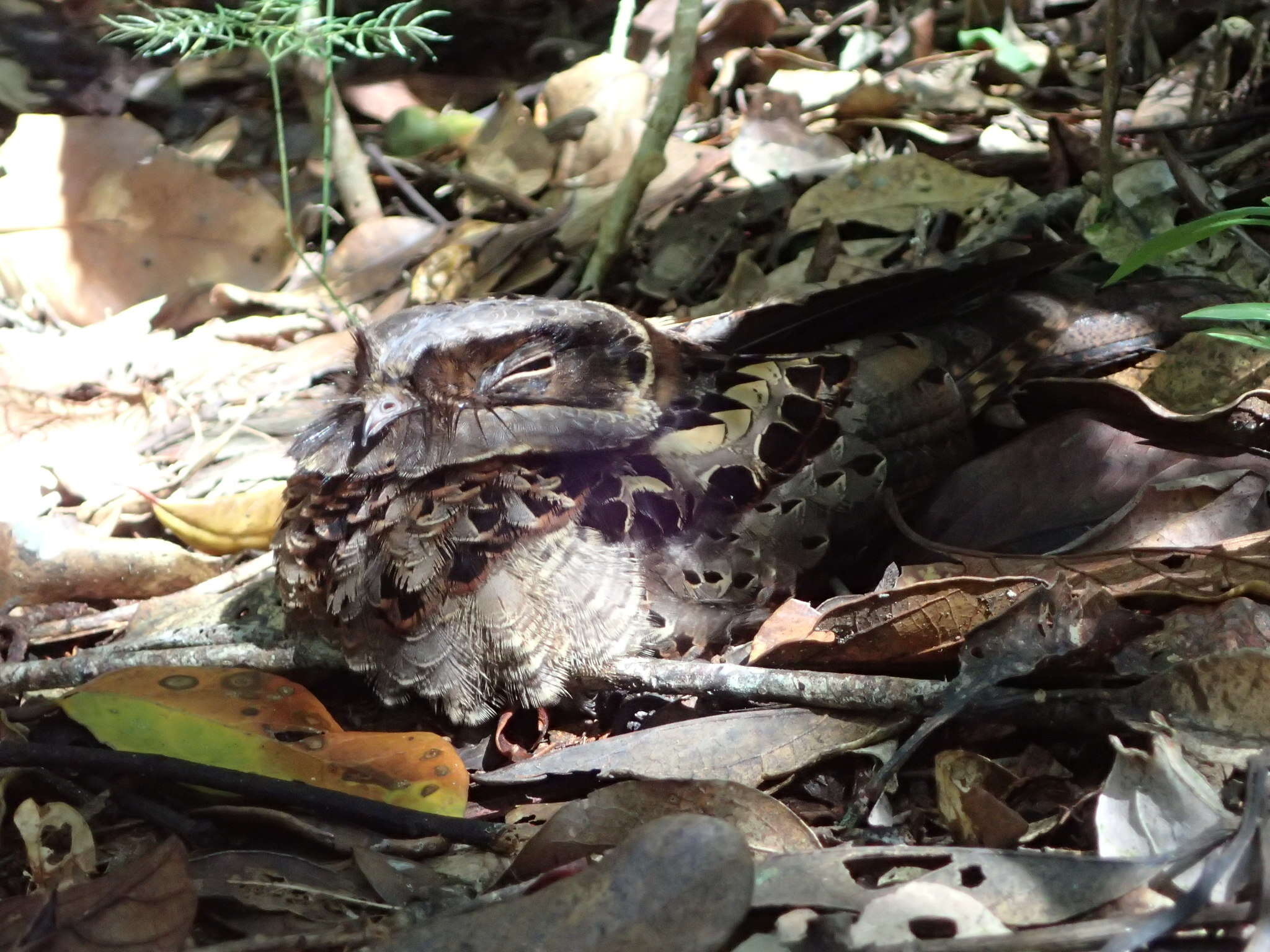 Image of Collared Nightjar