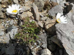 Image of Leucanthemopsis