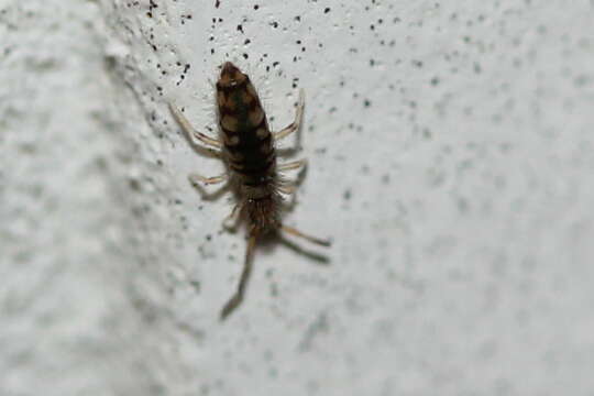 Image of Springtail