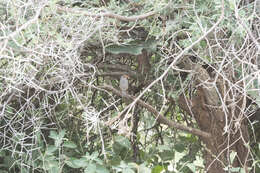 Image of African Bare-eyed Thrush